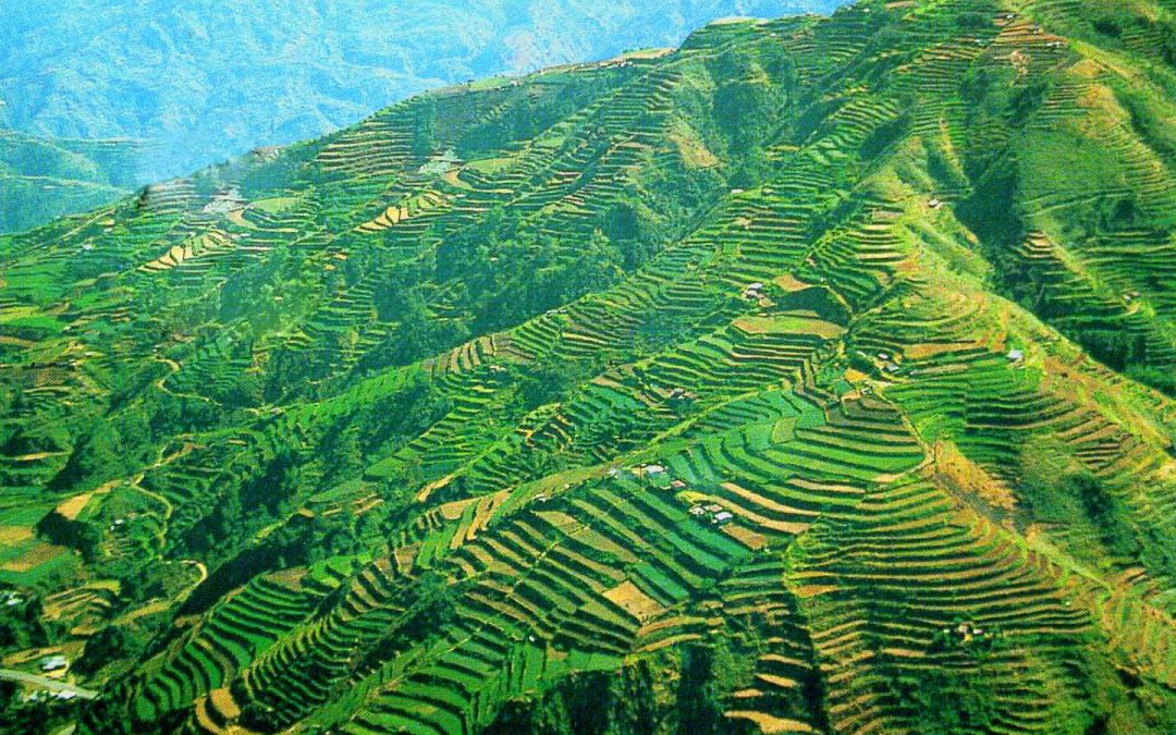 Ifugao Rice Terraces